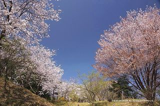 法華嶽公園の桜　02