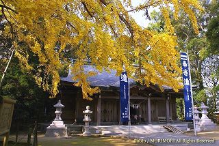 生目神社の大イチョウの木