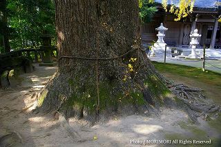 生目神社の大イチョウの木