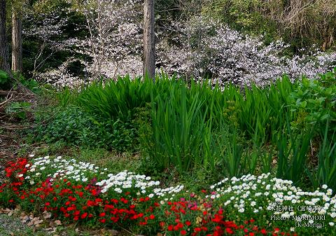 木花神社境内にて