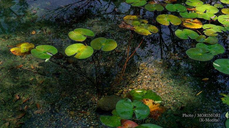 諏訪神社(国富町)・境内内にある「池」のスイレンとコイ