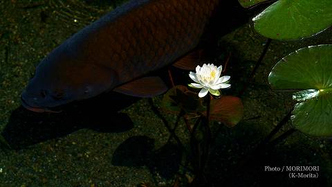 諏訪神社(国富町)・境内内にある「池」のスイレンとコイ