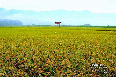 黄金色に染まる稲穂と 水流 菅原神社 大鳥居