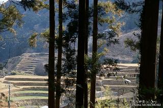 岩井川神社　棚田