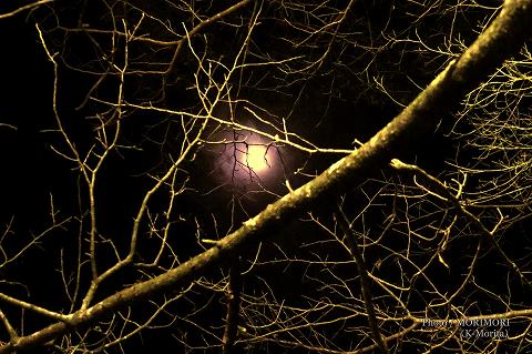 満月に近い月に照らされていた。