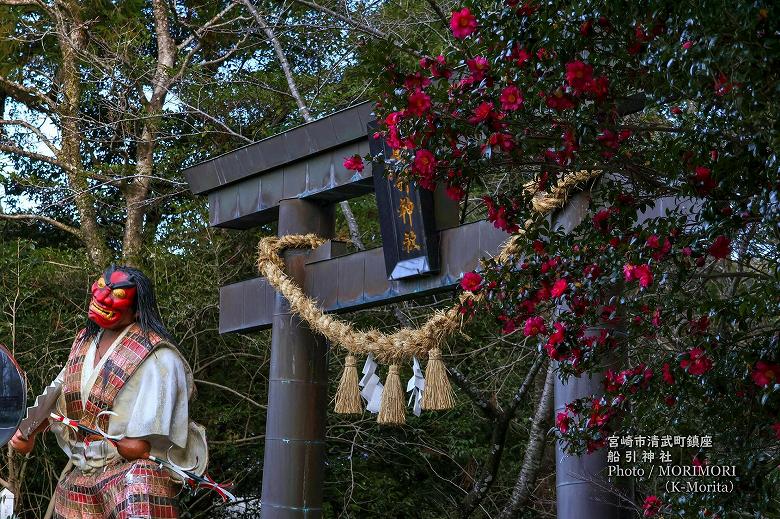 船引神社に咲く山茶花(サザンカ)　1月
