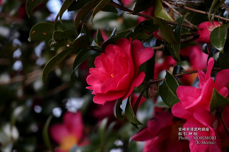 船引神社に咲く山茶花(サザンカ)