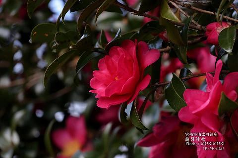 船引神社に咲く山茶花(サザンカ)