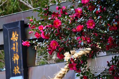 船引神社に咲く山茶花(サザンカ)