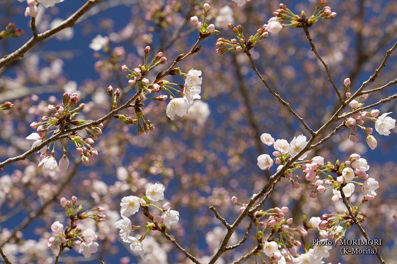 桜も華を添える 三川内神楽まつりにて