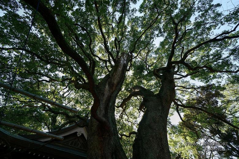 延岡春日神社 クスのご神木