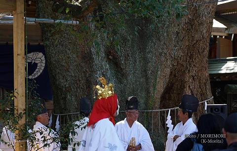 延岡春日神社 クスのご神木