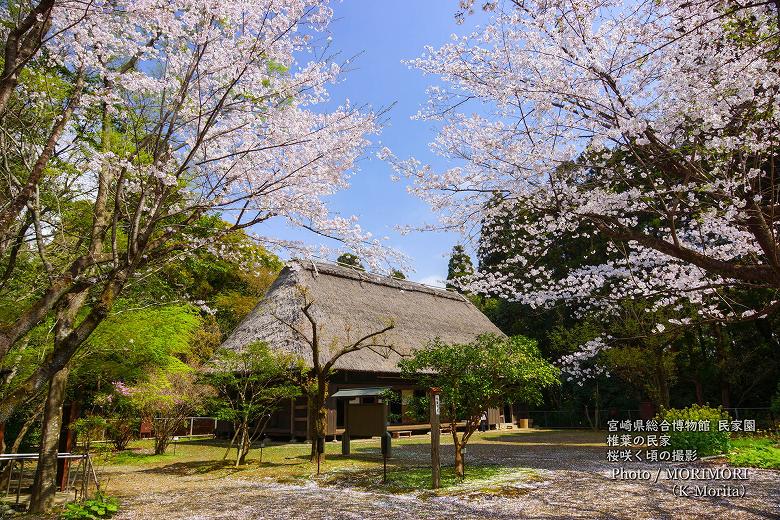 椎葉の民家（桜咲く頃の撮影）