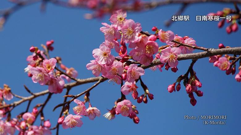 北郷駅の早咲き桜（日南寒桜一号）