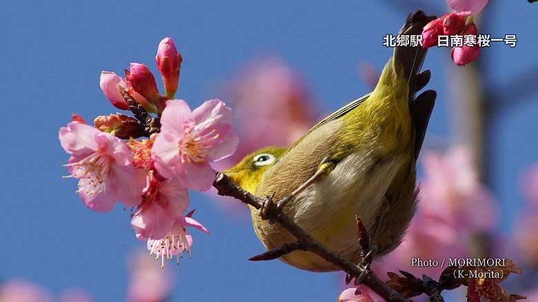 北郷駅の早咲き桜（日南寒桜一号）