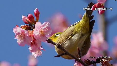 北郷駅の早咲き桜（日南寒桜一号）