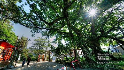 野島神社「内海のアコウ」