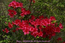 ミヤマキリシマ　07−02　何株か真っ赤な花を付けるミヤマキリシマがある。