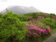 ミヤマキリシマ-霧島島連山中岳にて-背景は高千穂峰08