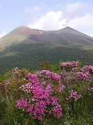 ミヤマキリシマ-霧島連山中岳-背景は高千穂峰07