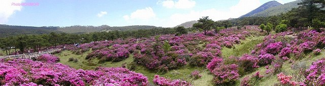 つつじヶ丘のミヤマキリシマ　パノラマ　2005年撮影