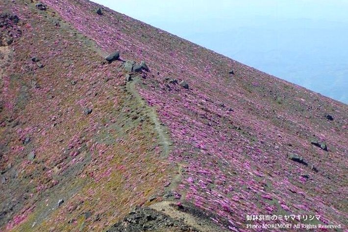 高千穂峰の寄生火山｢御鉢｣斜面を埋め尽くすミヤマキリシマ