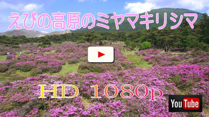 えびの高原のミヤマキリシマ　動画
