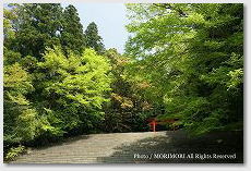 霧島神宮の写真_07skj_3 新緑 霧島神宮の写真_07skj_3 新緑