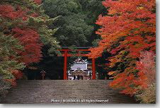 霧島神宮 紅葉 参道階段