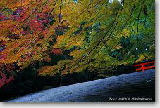 霧島神宮 紅葉 参道階段 霧島神宮 紅葉 参道階段