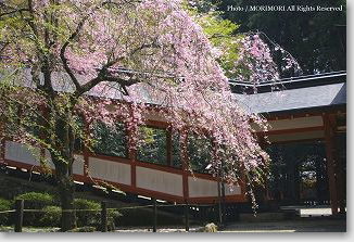 霧島神宮の枝垂れ桜(シダレザクラ)01 霧島神宮の枝垂れ桜(シダレザクラ)01