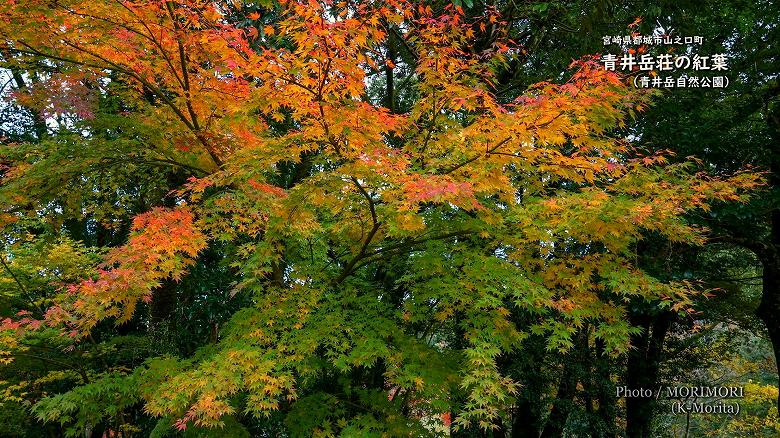 青井岳温泉 青井岳荘（青井岳自然公園）の紅葉