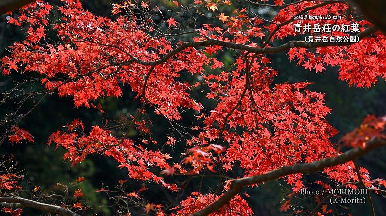 2020年　山之口町　青井岳荘の紅葉