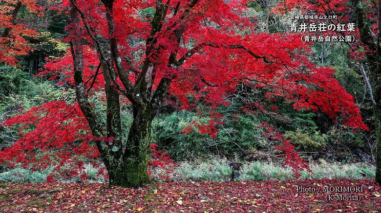 2020年　山之口町　青井岳荘の紅葉