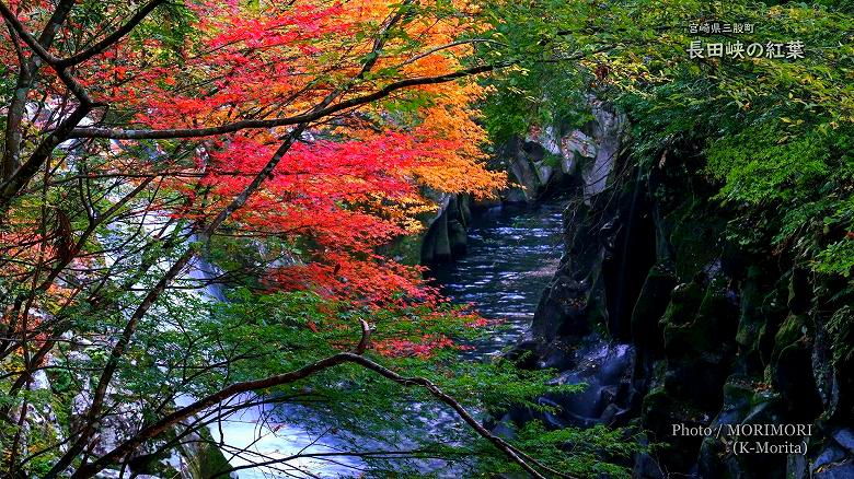 長田峡の紅葉