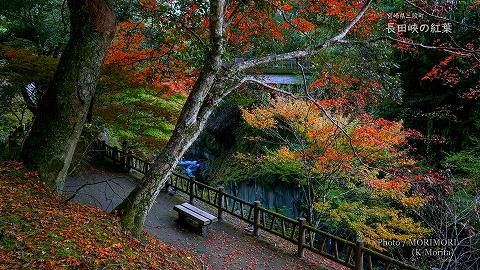 長田峡の紅葉