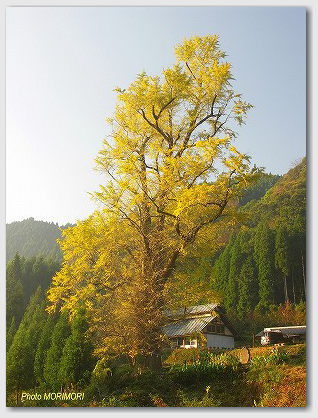 　去川（さるかわ）の大イチョウ