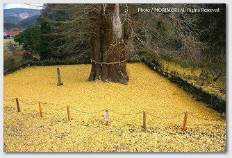 一面黄色の絨毯