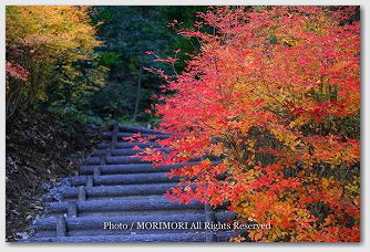 南天？の紅葉