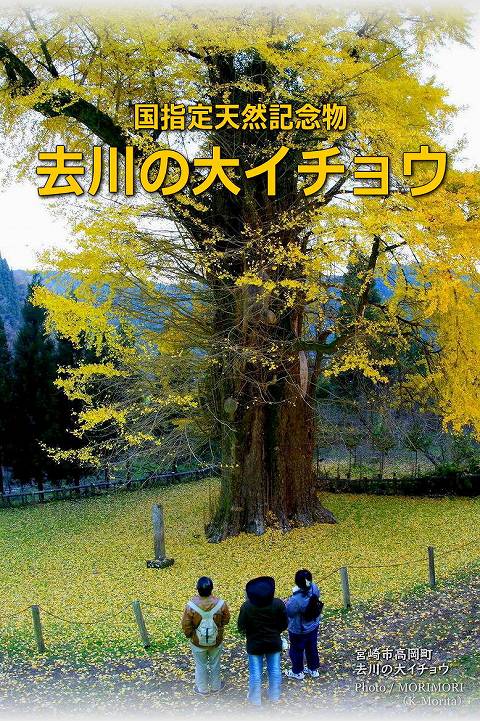 去川（さるかわ）の大イチョウ