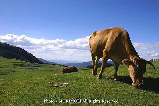 阿蘇の牧場の牛の写真　01