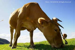 阿蘇の牧場の牛の写真　09