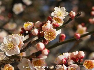 太宰府天満宮（だざいふてんまんぐう）の梅の写真　12