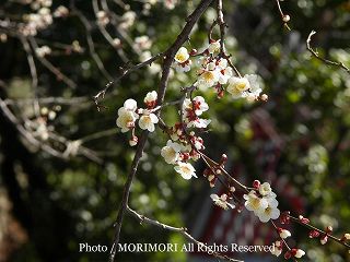 太宰府天満宮（だざいふてんまんぐう）の梅の写真　13