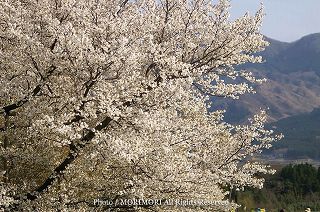 一心行の大桜（いっしんぎょうの大桜）（一心行の一本桜）　山桜なので白い花弁です。　09