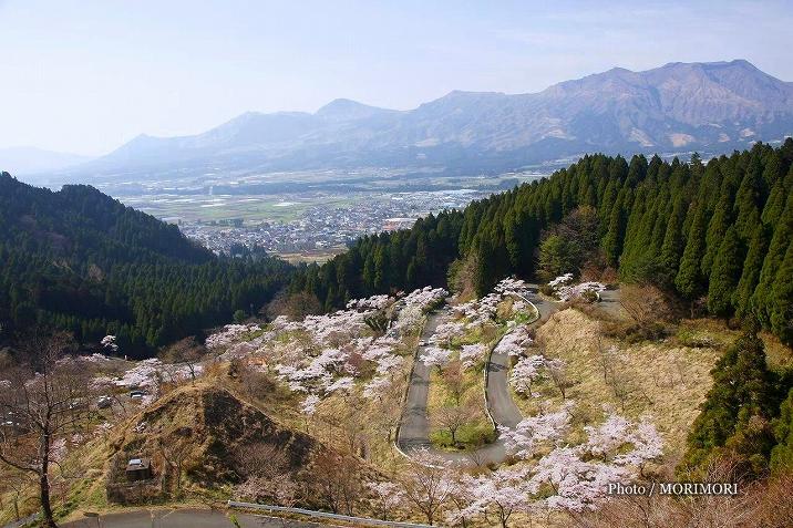 ■ 高森峠千本桜と阿蘇五岳