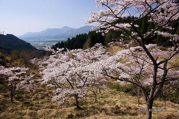 ■ 高森峠千本桜