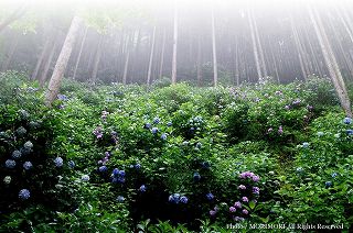 見返りの滝（見返りの滝）（日本の滝百選）周辺のアジサイの写真　佐賀県唐津市