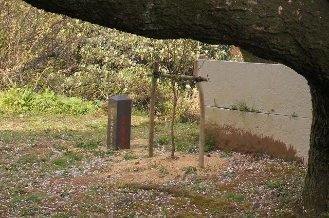 東山代の明星桜 佐賀県伊万里市