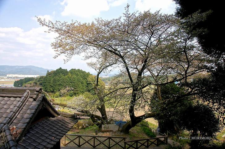 東山代の明星桜 佐賀県伊万里市